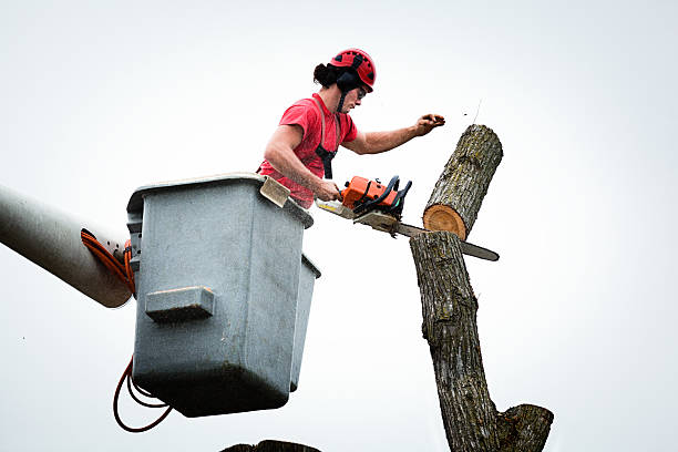 Reliable Kings Beach, CA Tree Services Solutions